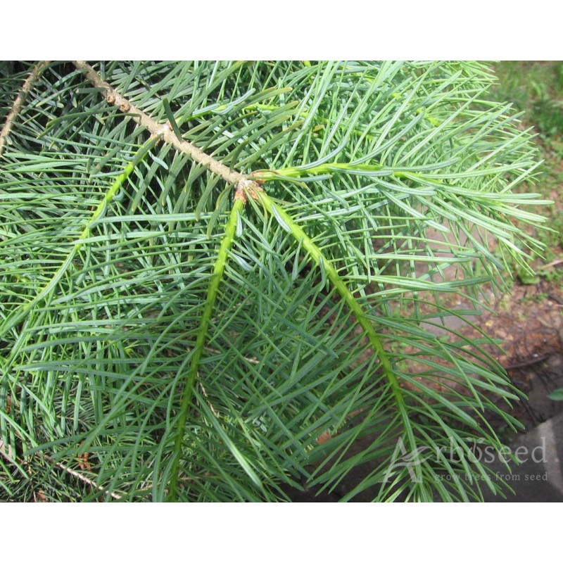 Apache White Fir Seeds for Planting | 30 Seeds | Abies concolor | Ariz