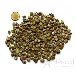 European hornbeam seeds