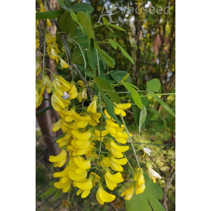 Golden chain, golden rain (laburnum anagyroides) seeds
