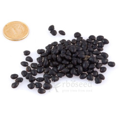 Golden chain, golden rain (laburnum anagyroides) seeds