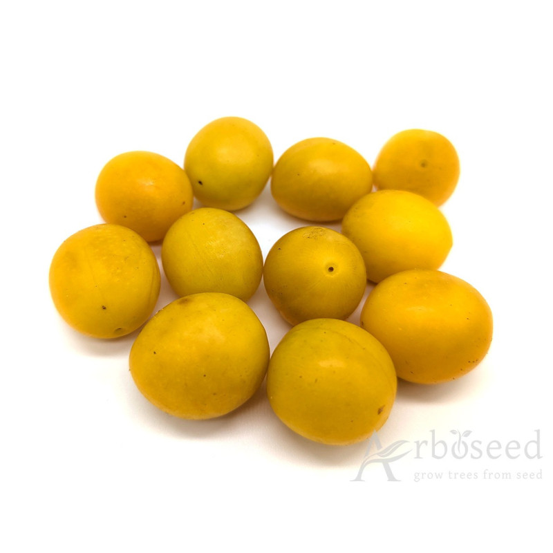 Cherry plum (prunus cerasifera, myrobalana, divaricata) seeds