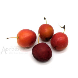Śliwa wiśniowa, ałycza (prunus cerasifera, myrobalana, divaricata) nasiona