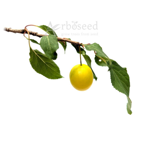 Śliwa wiśniowa, ałycza (prunus cerasifera, myrobalana, divaricata) nasiona