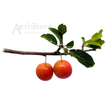 Śliwa wiśniowa, ałycza (prunus cerasifera, myrobalana, divaricata) nasiona