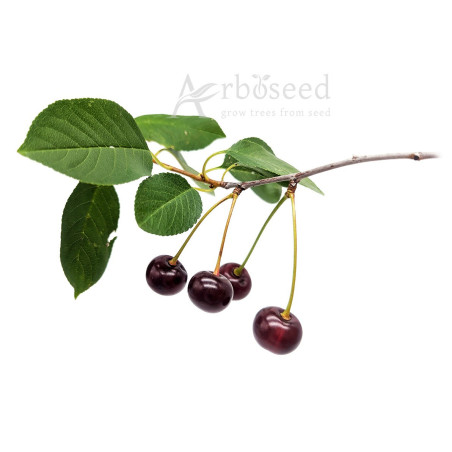 Wiśnia pospolita (prunus cerasus) nasiona