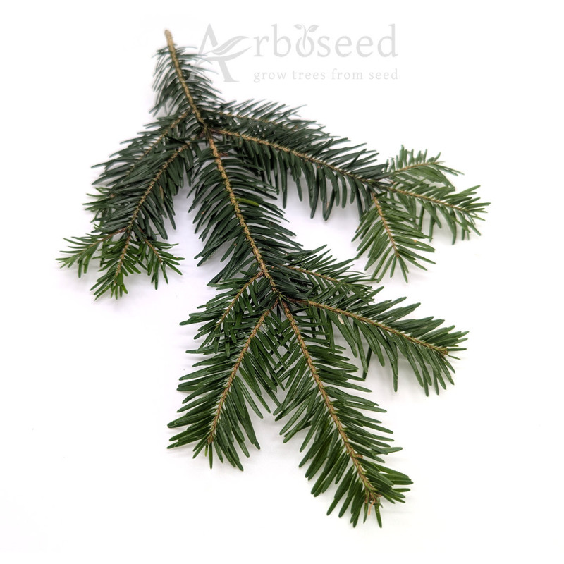 Jodła pospolita (abies alba) nasiona