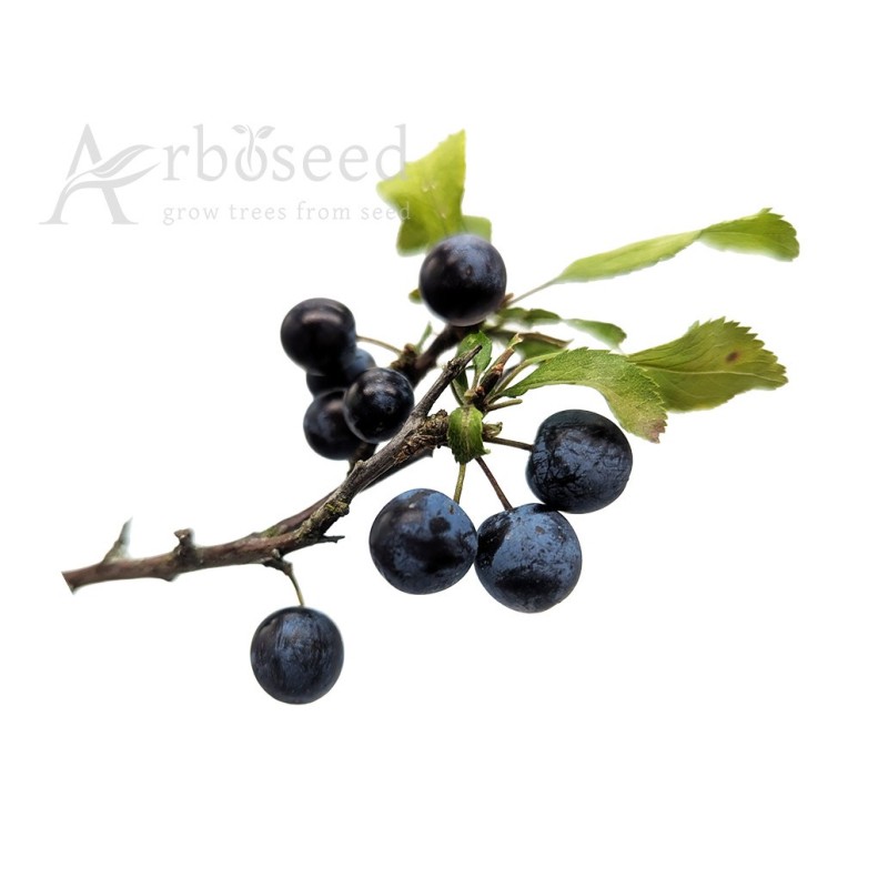 Blackthorn (prunus spinosa) seeds