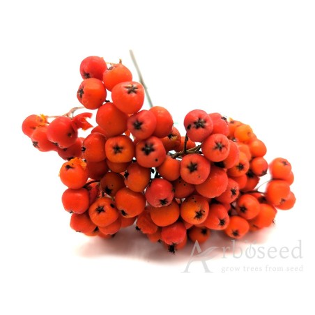 Rowan (sorbus aucuparia) seeds