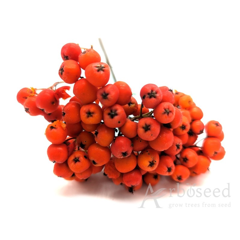 Jarząb pospolity, jarzębina (sorbus aucuparia) nasiona