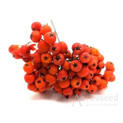 Jarząb pospolity, jarzębina (sorbus aucuparia) nasiona