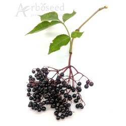 Bez czarny (sambucus nigra) nasiona