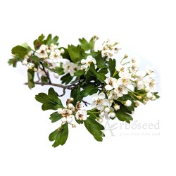 Głóg jednoszyjkowy (crataegus monogyna) nasiona