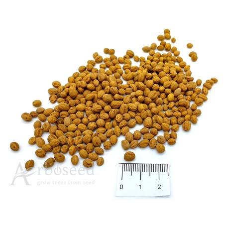 Głóg jednoszyjkowy (crataegus monogyna) nasiona