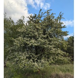 Głóg jednoszyjkowy (crataegus monogyna) nasiona