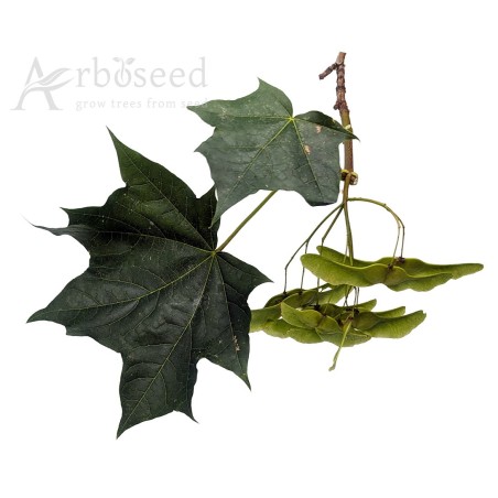 Norway maple (acer platanoides) seeds