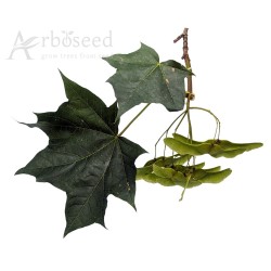 Norway maple (acer platanoides) seeds