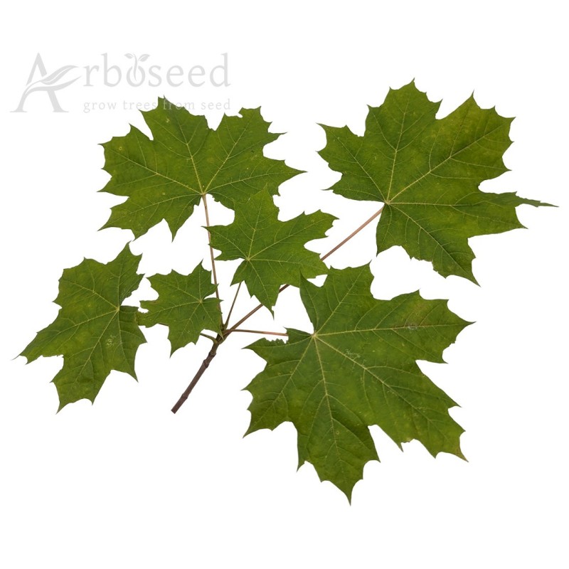 Norway maple (acer platanoides) seeds