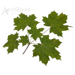 Klon zwyczajny, klon pospolity (acer platanoides) nasiona