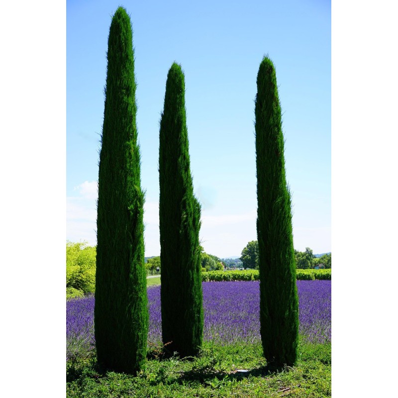 Cyprys wiecznie zielony stricta (cupressus sempervirens stricta) nasiona