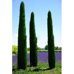 Mediterranean cypress stricta (cupressus sempervirens stricta) seeds