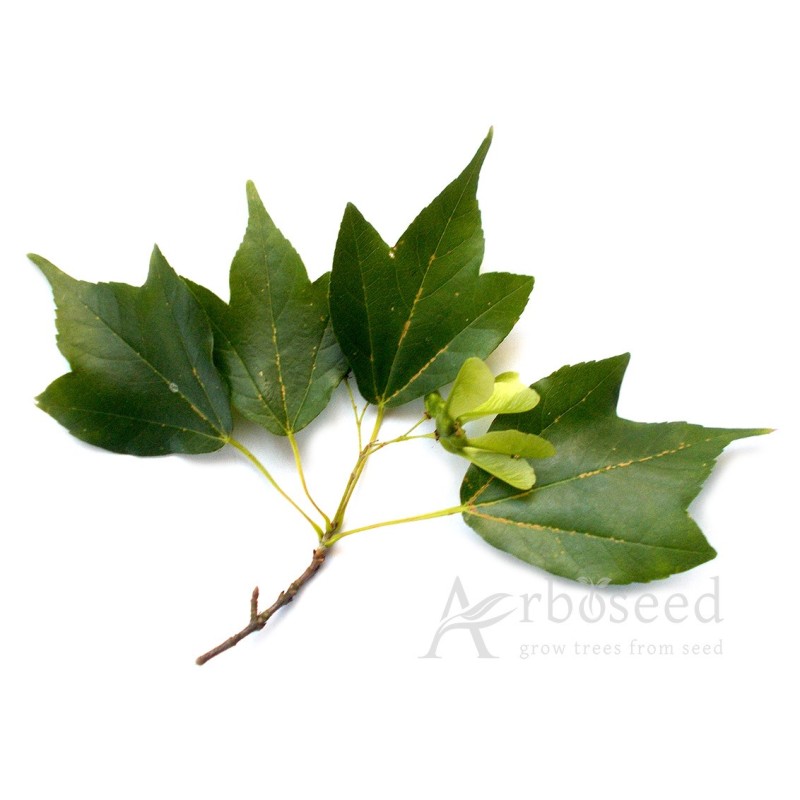 Trident maple (acer buergerianum) seeds