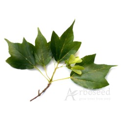Klon Bürgera (acer buergerianum) nasiona