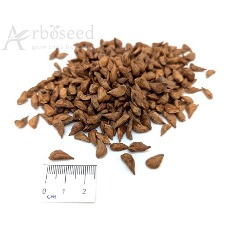Cedar of Lebanon (cedrus libani) seeds