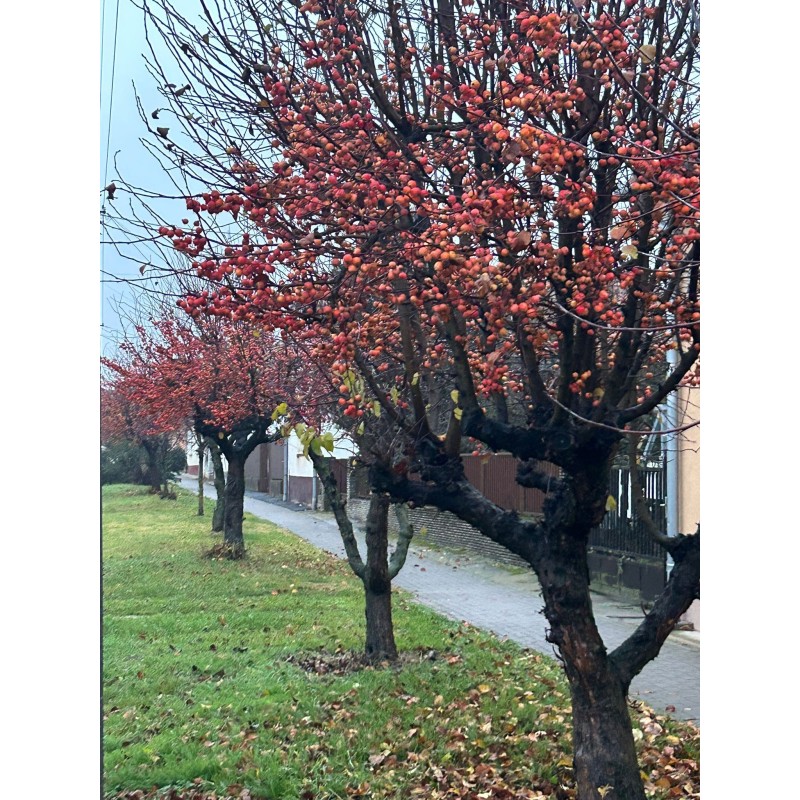 Hall crabapple (malus halliana) seeds