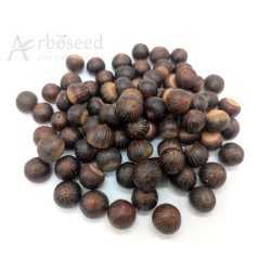Dąb błotny (quercus palustris) nasiona