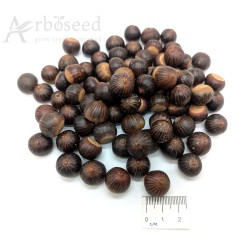 Dąb błotny (quercus palustris) nasiona