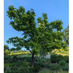 Surmia zwyczajna (catalpa bignonioides) nasiona