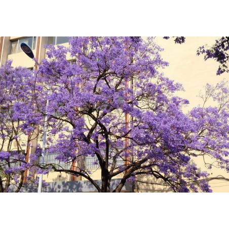Jakaranda mimozolistna (jacaranda mimosifolia) nasiona
