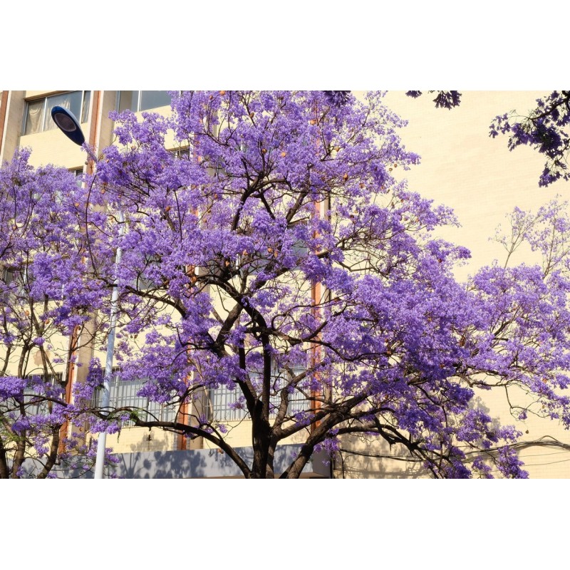 Jakaranda mimozolistna (jacaranda mimosifolia) nasiona