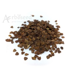 Blue jacaranda (jacaranda mimosifolia) seeds