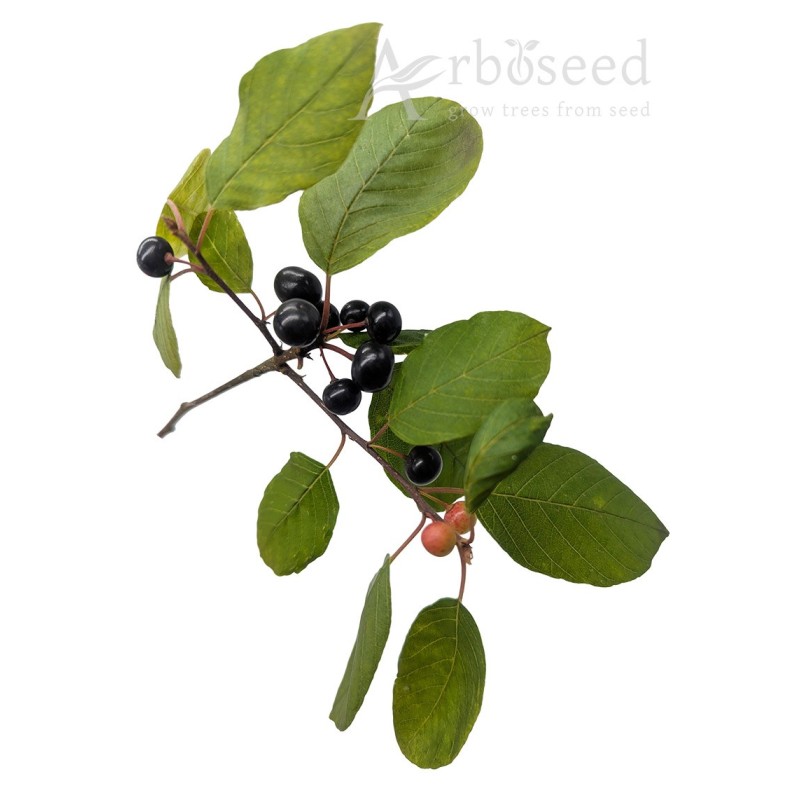 Kruszyna pospolita (⁠frangula alnus) nasiona