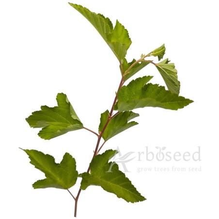 Pęcherznica kalinolistna (physocarpus opulifolius) nasiona