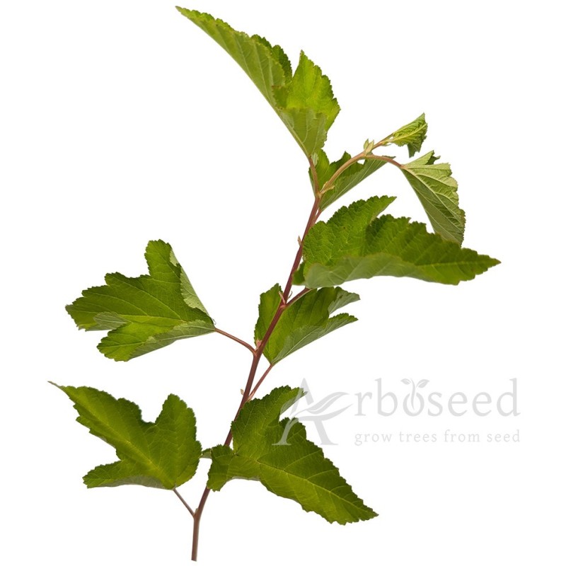 Pęcherznica kalinolistna (physocarpus opulifolius) nasiona