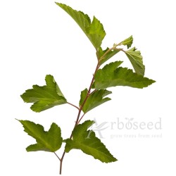 Pęcherznica kalinolistna (physocarpus opulifolius) nasiona