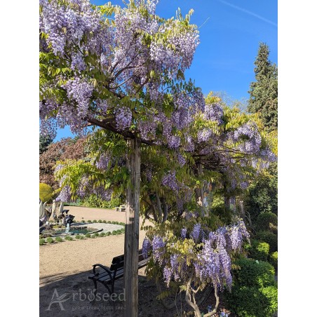 Glicynia chińska (wisteria sinensis) nasiona
