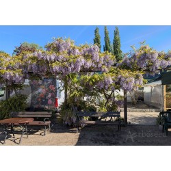 Chinese wisteria (wisteria sinensis) seeds