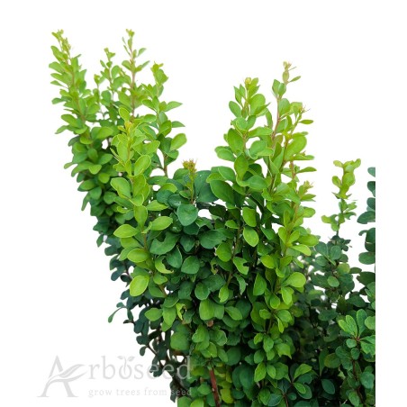 Common barberry (berberis vulgaris) seeds