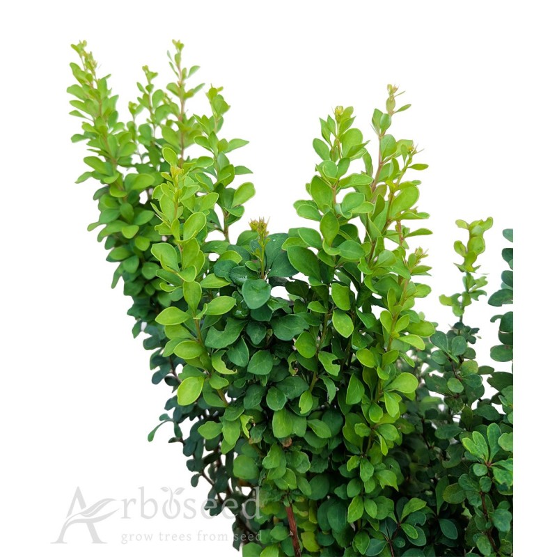 Common barberry (berberis vulgaris) seeds