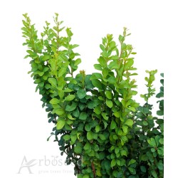 Berberys zwyczajny (berberis vulgaris) nasiona