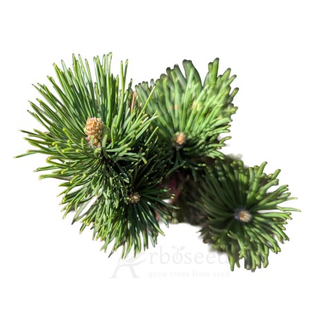 Kosodrzewina pumilio (pinus mugo pumilio) nasiona