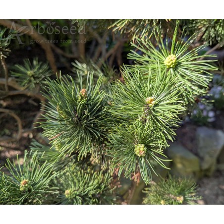 Pinus mugo var. pumilio (seeds)