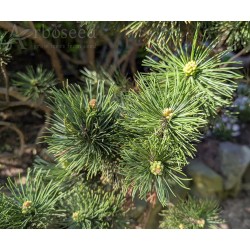 Pinus mugo var. pumilio (seeds)
