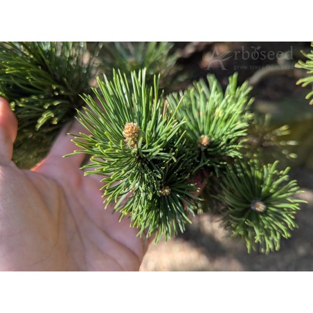 Pinus mugo var. pumilio (seeds)