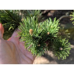 Pinus mugo var. pumilio (seeds)