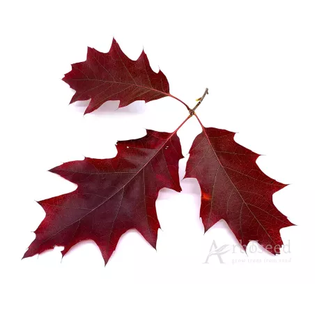 Dąb czerwony (quercus rubra) nasiona