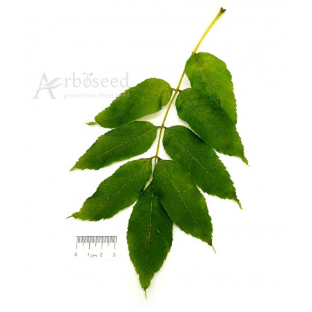 European ash leaf